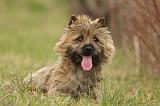 CAIRN TERRIER 652